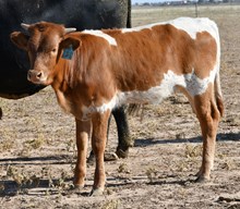 CND X Kookachex Heifer