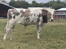 BR JUNGLE JIM X RJF EXTRAORDINARY 942 TAG 401 (B)