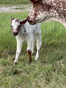 Tejas Glory x Romans 7 Bull Calf